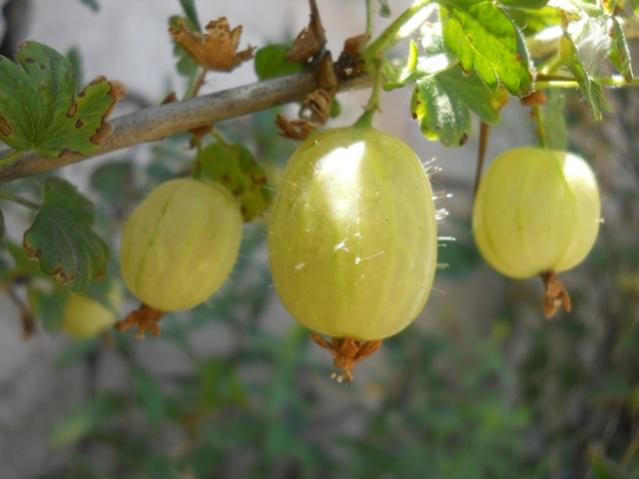 Name:  DSCN7209.jpg
Views: 2174
Size:  30.7 KB