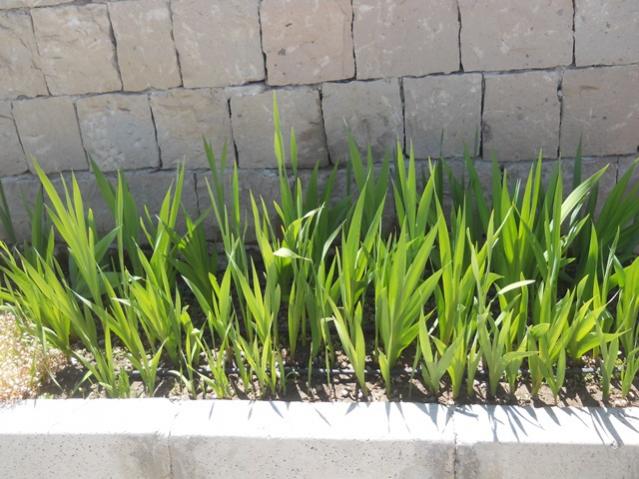Name:  DSCN7204.jpg
Views: 2168
Size:  55.9 KB