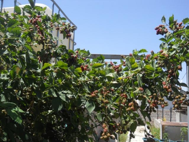 Name:  DSCN7206.jpg
Views: 2157
Size:  66.8 KB