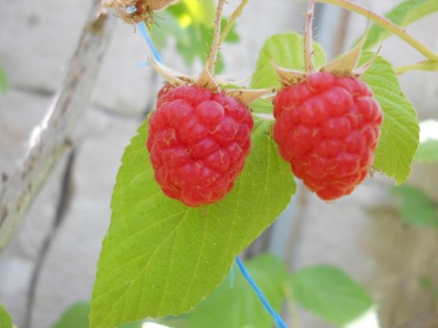 Name:  DSCN7214.jpg
Views: 2115
Size:  28.9 KB