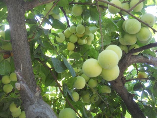 Name:  DSCN7230.jpg
Views: 2118
Size:  52.8 KB
