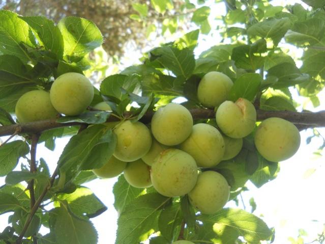 Name:  DSCN7229.jpg
Views: 2070
Size:  46.7 KB