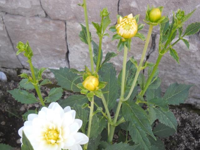 Name:  DSCN7245.jpg
Views: 2037
Size:  46.0 KB