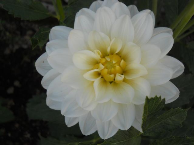 Name:  DSCN7246.jpg
Views: 2061
Size:  23.2 KB