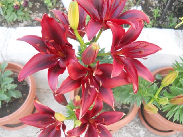 Name:  DSCN7251.jpg
Views: 2026
Size:  51.0 KB