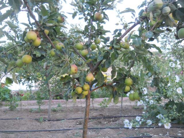 Name:  DSCN7258.jpg
Views: 2056
Size:  68.4 KB