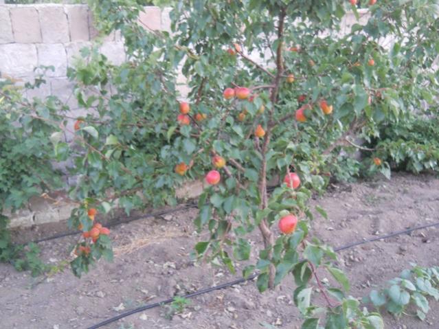 Name:  DSCN7262.jpg
Views: 2431
Size:  60.7 KB