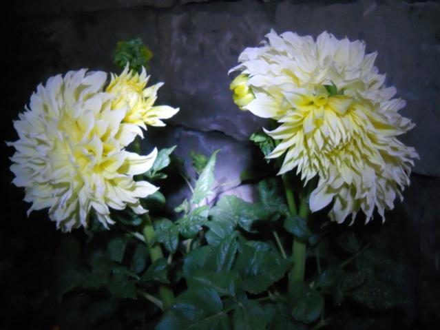Name:  DSCN7281.jpg
Views: 1916
Size:  36.1 KB