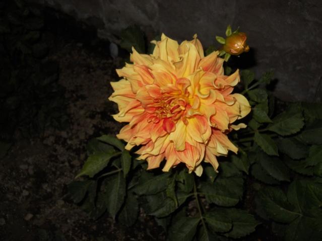 Name:  DSCN7300.jpg
Views: 1961
Size:  33.9 KB