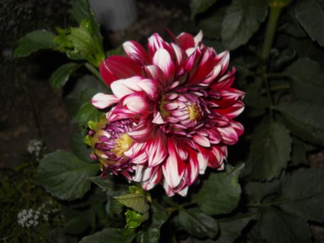 Name:  DSCN7303.jpg
Views: 1939
Size:  35.7 KB