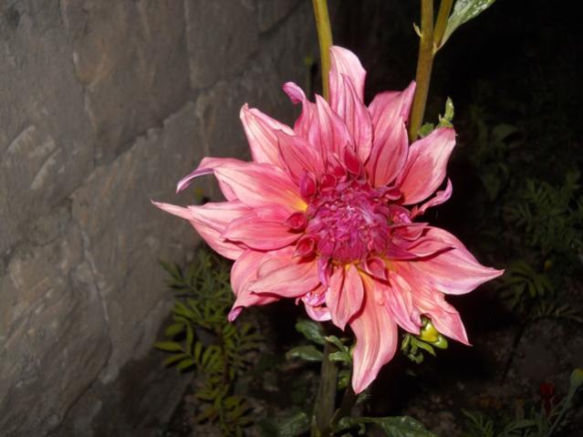 Name:  DSCN7309.jpg
Views: 1917
Size:  37.6 KB