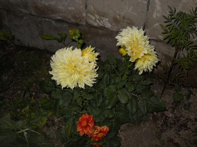 Name:  DSCN7307.jpg
Views: 1941
Size:  42.6 KB