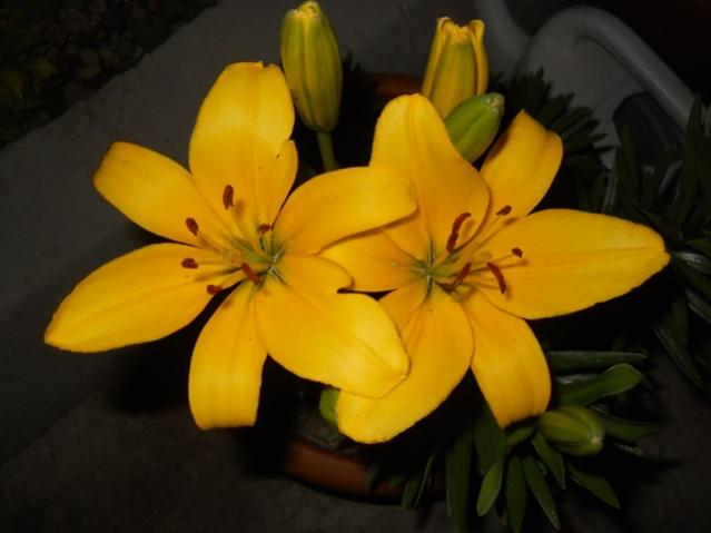 Name:  DSCN7310.jpg
Views: 1941
Size:  28.1 KB