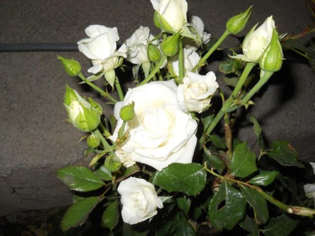 Name:  DSCN7318.jpg
Views: 1935
Size:  45.6 KB