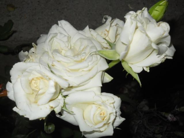 Name:  DSCN7319.jpg
Views: 1954
Size:  31.9 KB