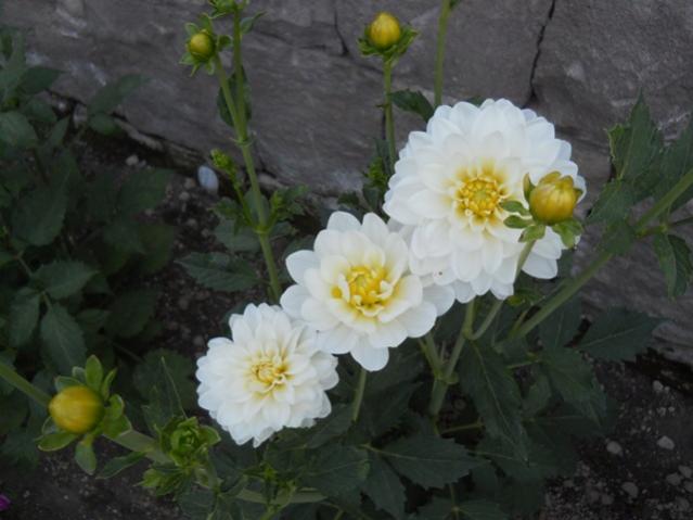 Name:  DSCN7335.jpg
Views: 1915
Size:  36.1 KB
