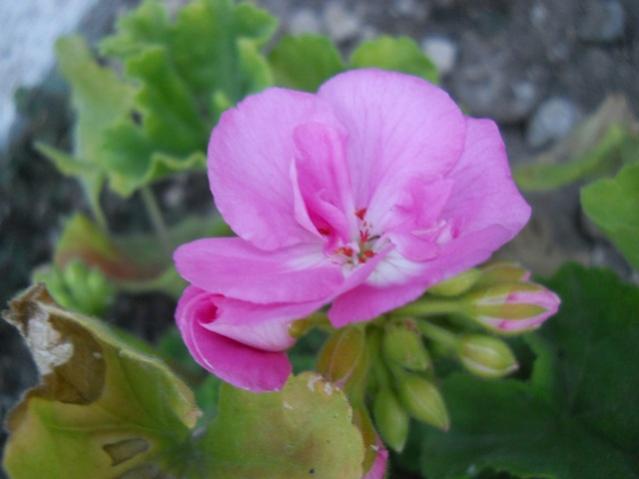 Name:  DSCN7338.jpg
Views: 1931
Size:  28.9 KB