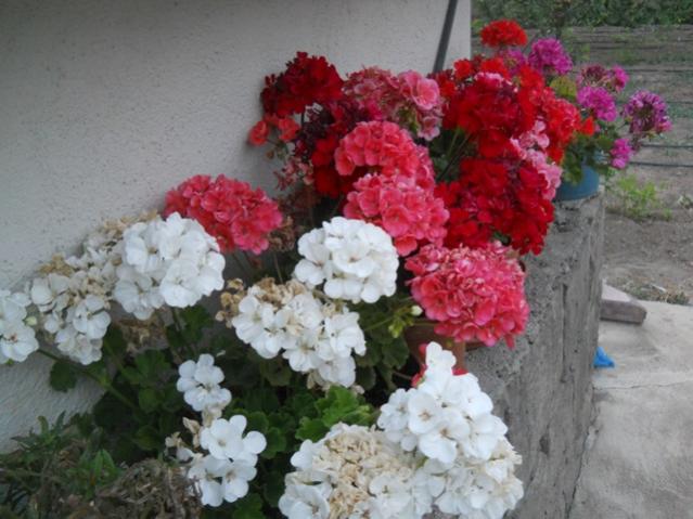 Name:  DSCN7347.jpg
Views: 1928
Size:  48.8 KB