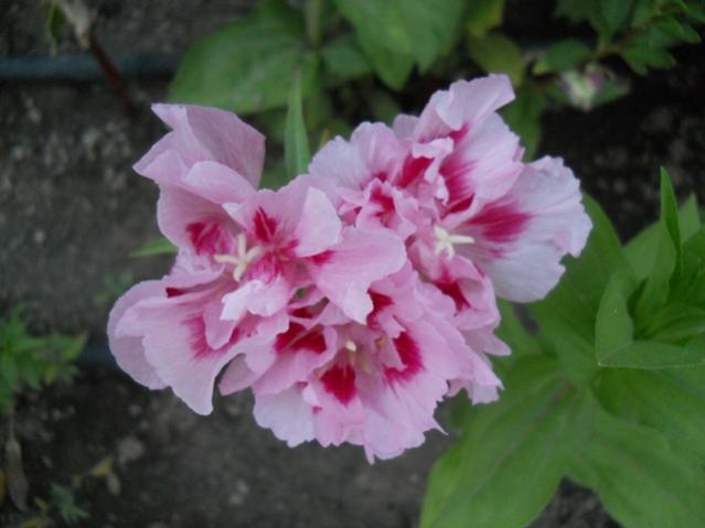 Name:  DSCN7344.jpg
Views: 1952
Size:  31.5 KB