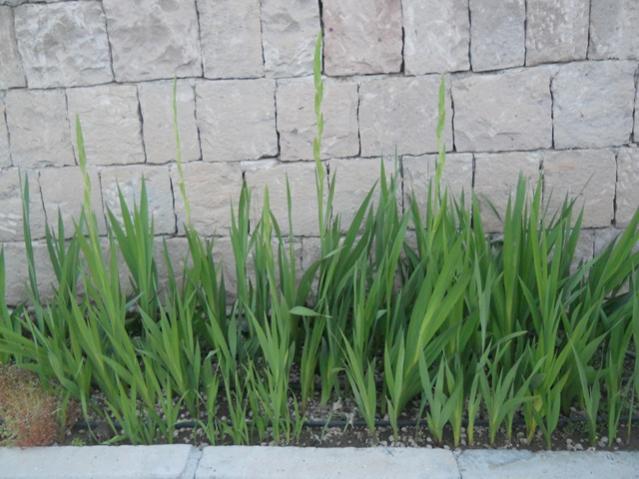 Name:  DSCN7342.jpg
Views: 1969
Size:  49.0 KB