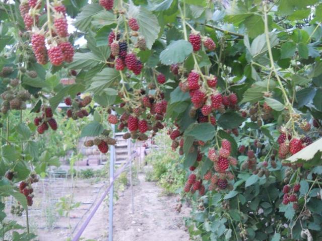Name:  DSCN7346.jpg
Views: 1923
Size:  63.2 KB