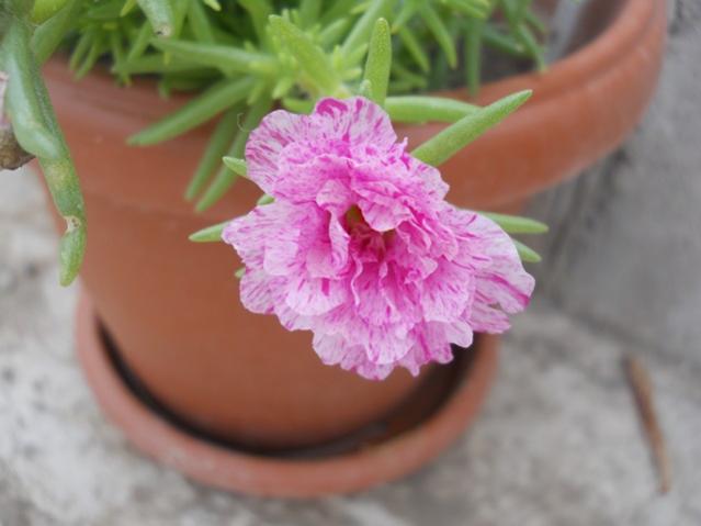 Name:  DSCN7373.jpg
Views: 1908
Size:  29.6 KB
