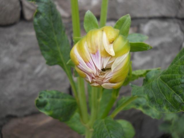 Name:  DSCN7371.jpg
Views: 1861
Size:  26.8 KB