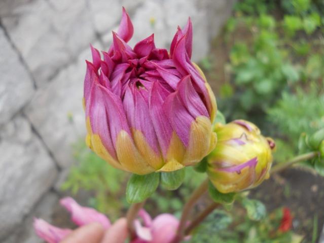 Name:  DSCN7365.jpg
Views: 1826
Size:  33.0 KB