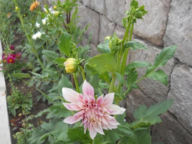 Name:  DSCN7368.jpg
Views: 1861
Size:  54.3 KB