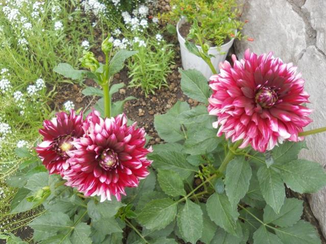 Name:  DSCN7367.jpg
Views: 1841
Size:  67.9 KB