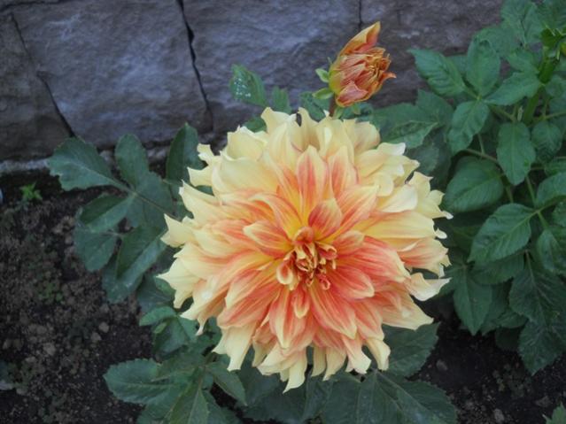 Name:  DSCN7369.jpg
Views: 1808
Size:  44.6 KB