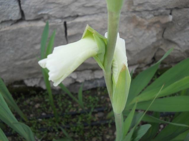 Name:  DSCN7374.jpg
Views: 1856
Size:  28.3 KB