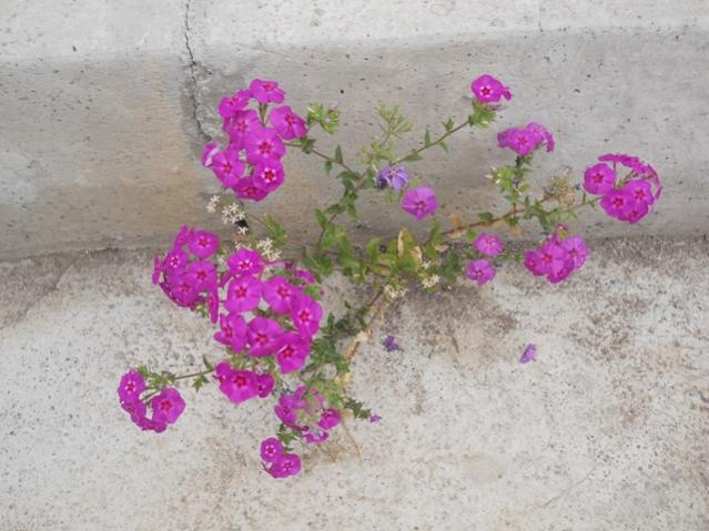 Name:  DSCN7380.jpg
Views: 1815
Size:  50.9 KB