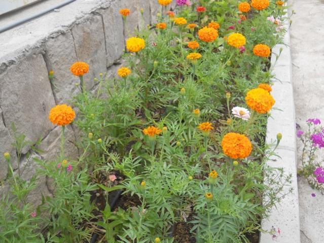 Name:  DSCN7381.jpg
Views: 1826
Size:  65.5 KB