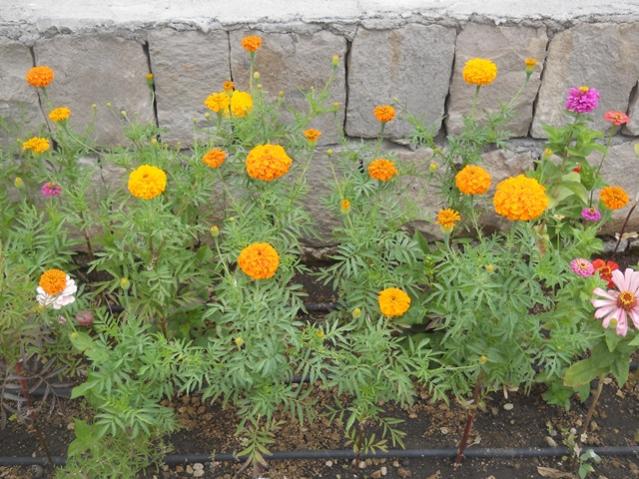 Name:  DSCN7382.jpg
Views: 1850
Size:  68.7 KB