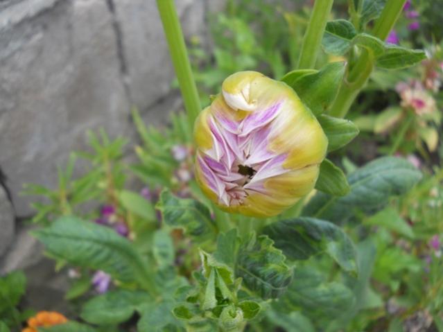Name:  DSCN7384.jpg
Views: 1855
Size:  34.4 KB