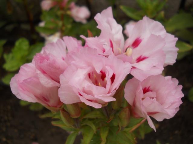 Name:  DSCN7387.jpg
Views: 1820
Size:  29.4 KB