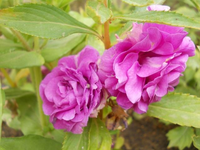 Name:  DSCN7388.jpg
Views: 1781
Size:  40.4 KB