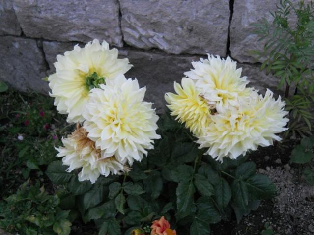 Name:  DSCN7402.jpg
Views: 1598
Size:  47.5 KB