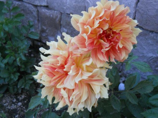 Name:  DSCN7405.jpg
Views: 1591
Size:  44.3 KB