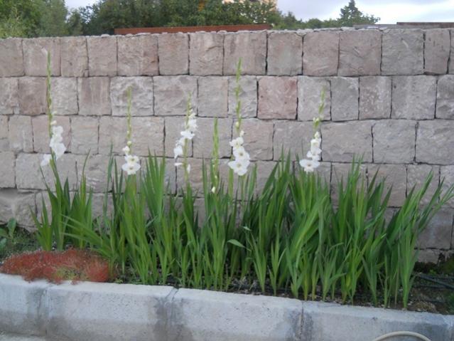 Name:  DSCN7411.jpg
Views: 1583
Size:  50.1 KB
