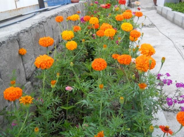 Name:  DSCN7416.jpg
Views: 1598
Size:  62.0 KB
