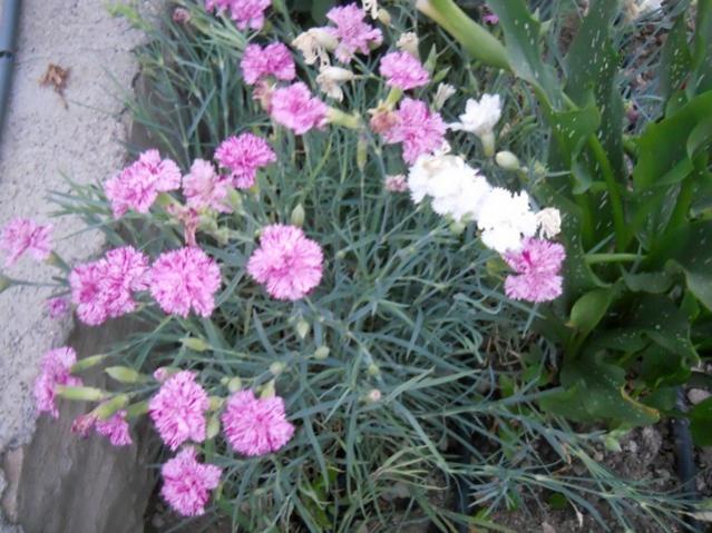 Name:  DSCN7437.jpg
Views: 1586
Size:  59.3 KB