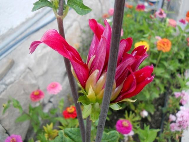 Name:  DSCN7421.jpg
Views: 1575
Size:  41.6 KB