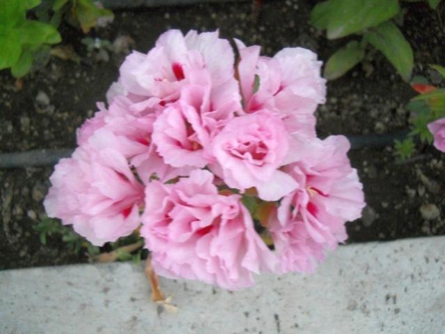 Name:  DSCN7424.jpg
Views: 1558
Size:  38.1 KB
