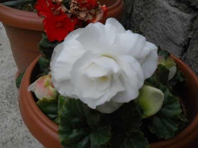Name:  DSCN7428.jpg
Views: 840
Size:  32.1 KB