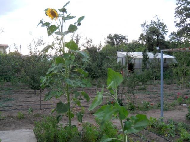 Name:  DSCN7429.jpg
Views: 916
Size:  52.0 KB