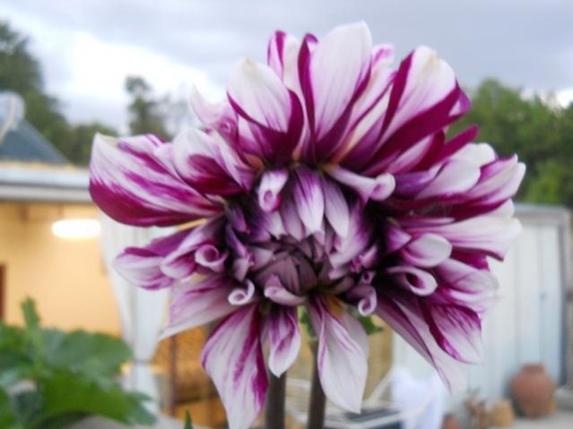 Name:  DSCN7434.jpg
Views: 854
Size:  35.9 KB