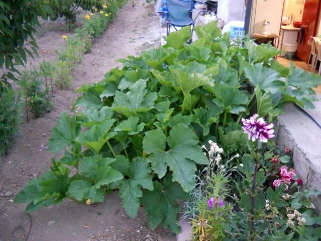 Name:  DSCN7435.jpg
Views: 836
Size:  57.9 KB
