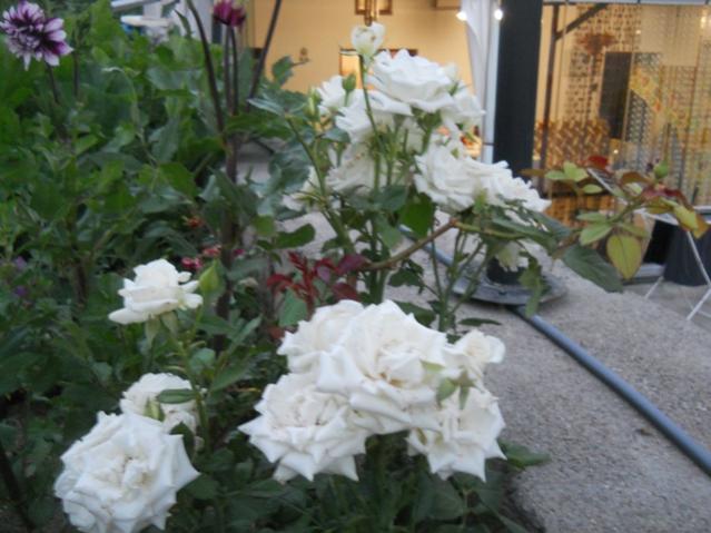 Name:  DSCN7436.jpg
Views: 839
Size:  47.0 KB